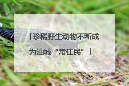 珍稀野生动物不断成为油城“常住民”
