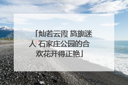 灿若云霞 旖旎迷人 石家庄公园的合欢花开得正艳