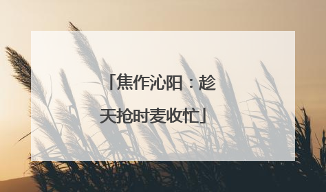 焦作沁阳：趁天抢时麦收忙