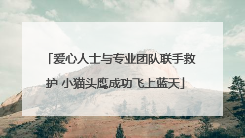 爱心人士与专业团队联手救护 小猫头鹰成功飞上蓝天