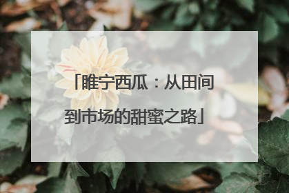 睢宁西瓜：从田间到市场的甜蜜之路