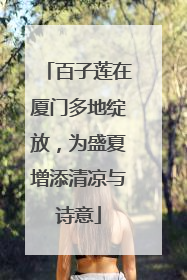百子莲在厦门多地绽放，为盛夏增添清凉与诗意