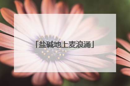 盐碱地上麦浪涌