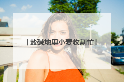 盐碱地里小麦收割忙