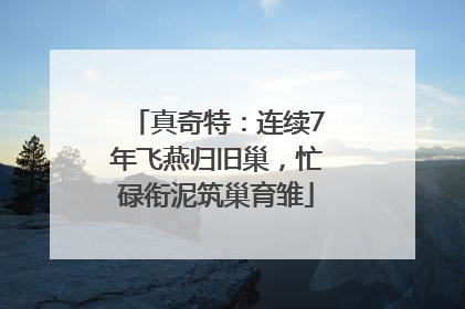 真奇特：连续7年飞燕归旧巢，忙碌衔泥筑巢育雏
