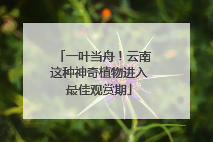 一叶当舟！云南这种神奇植物进入最佳观赏期