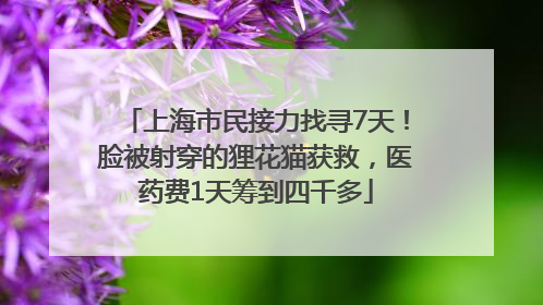上海市民接力找寻7天！脸被射穿的狸花猫获救，医药费1天筹到四千多