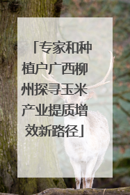 专家和种植户广西柳州探寻玉米产业提质增效新路径