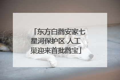 东方白鹳安家七星河保护区 人工巢迎来首批鹳宝