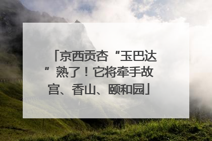 京西贡杏“玉巴达”熟了！它将牵手故宫、香山、颐和园