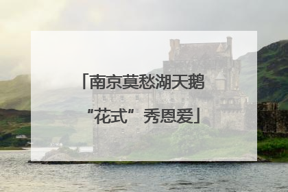 南京莫愁湖天鹅“花式”秀恩爱