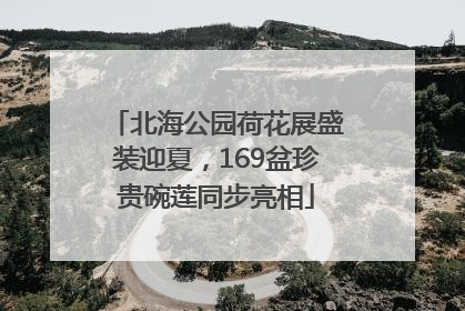 北海公园荷花展盛装迎夏，169盆珍贵碗莲同步亮相