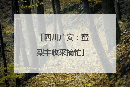 四川广安：蜜梨丰收采摘忙