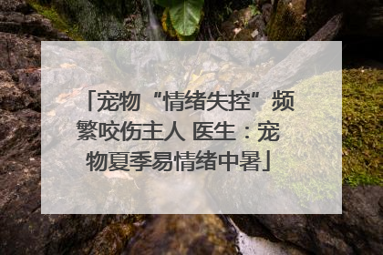 宠物“情绪失控”频繁咬伤主人 医生：宠物夏季易情绪中暑