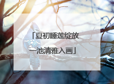 夏初睡莲绽放 一池清雅入画