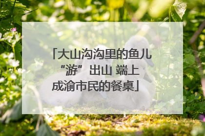 大山沟沟里的鱼儿 “游”出山 端上成渝市民的餐桌