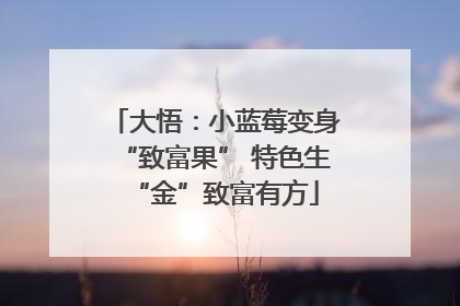 大悟：小蓝莓变身“致富果” 特色生“金”致富有方