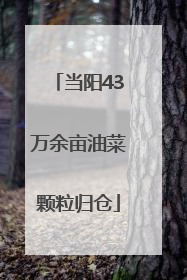 当阳43万余亩油菜颗粒归仓