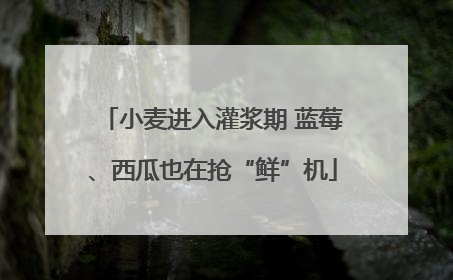 小麦进入灌浆期 蓝莓、西瓜也在抢“鲜”机