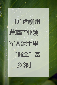 广西柳州莲藕产业领军人泥土里“掘金”富乡邻