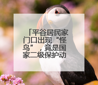 平谷居民家门口出现“怪鸟”，竟是国家二级保护动物