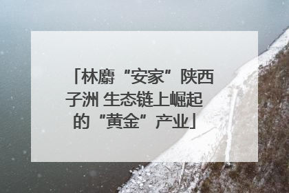 林麝“安家”陕西子洲 生态链上崛起的“黄金”产业