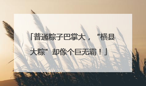 普通粽子巴掌大，“横县大粽”却像个巨无霸！