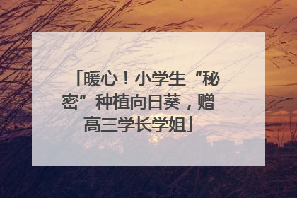 暖心！小学生“秘密”种植向日葵，赠高三学长学姐