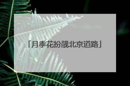 月季花扮靓北京道路