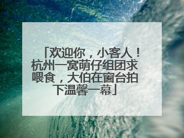 欢迎你，小客人！杭州一窝萌仔组团求喂食，大伯在窗台拍下温馨一幕
