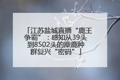 江苏盐城直播“鹿王争霸”：感知从39头到8502头的麋鹿种群复兴“密码”