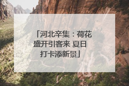 河北辛集：荷花盛开引客来 夏日打卡添新景