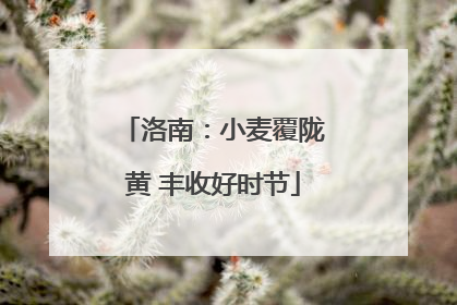 洛南：小麦覆陇黄 丰收好时节