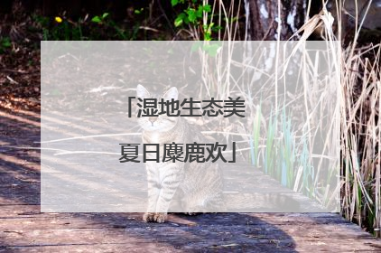 湿地生态美 夏日麋鹿欢