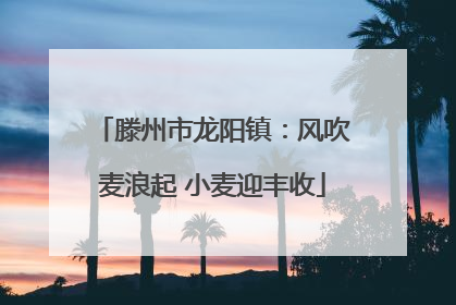 滕州市龙阳镇：风吹麦浪起 小麦迎丰收