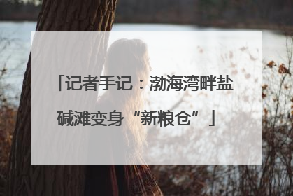 记者手记：渤海湾畔盐碱滩变身“新粮仓”