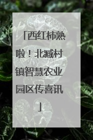 西红柿熟啦！北臧村镇智慧农业园区传喜讯