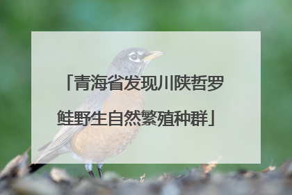 青海省发现川陕哲罗鲑野生自然繁殖种群