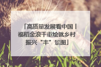 高质量发展看中国丨福稻金浪千重绘就乡村振兴“丰”景图