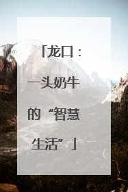 龙口：一头奶牛的“智慧生活”
